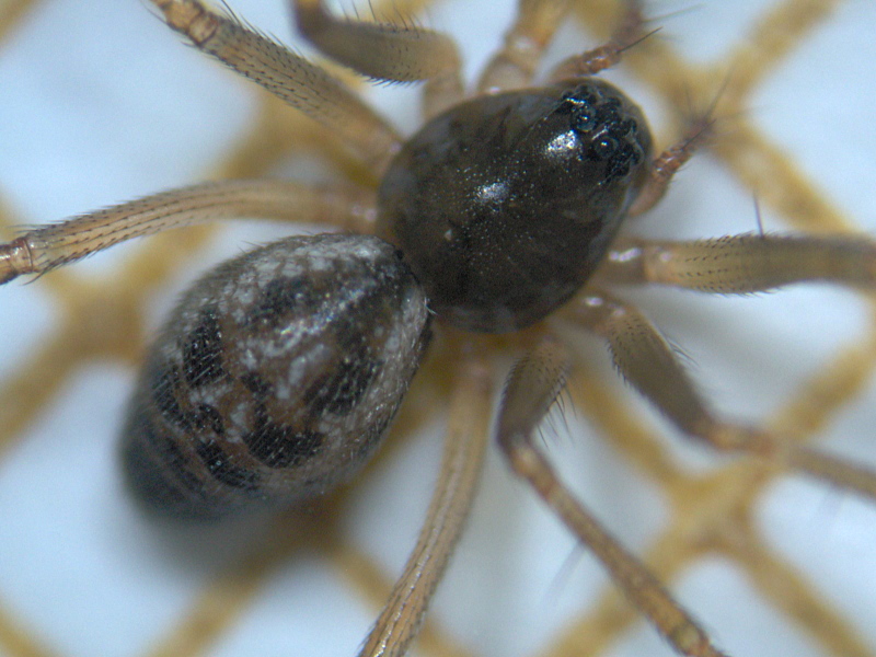 Tenuiphantes tenuis (Blackwall 1852) - Linyphiidae #6708