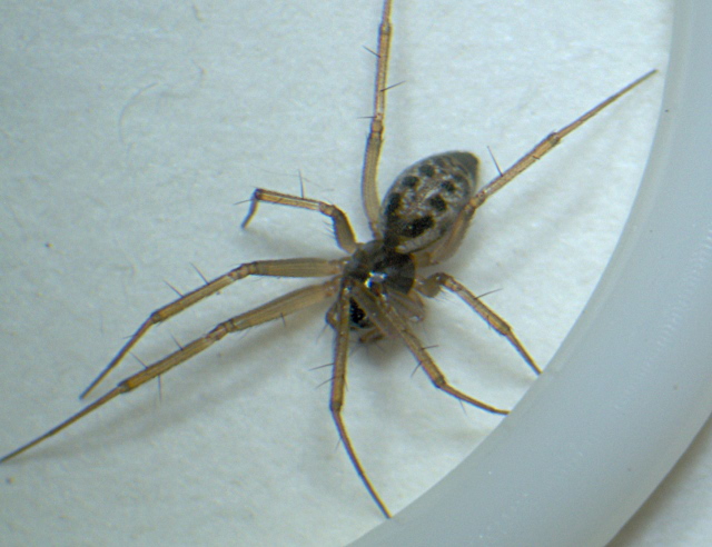 Tenuiphantes tenuis (Blackwall 1852) - Linyphiidae #4831