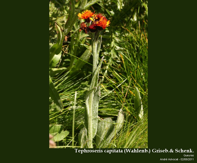 Tephroseris capitata (Wahlenb.) Griseb.& Schenk. #25702