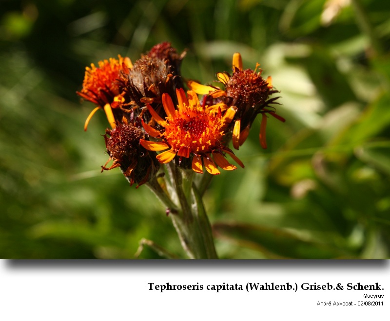 Tephroseris capitata (Wahlenb.) Griseb.& Schenk. #25703