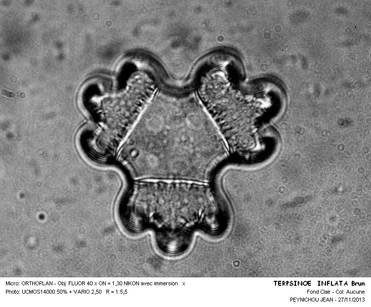 TERPSINOE  INFLATA Brun #34944