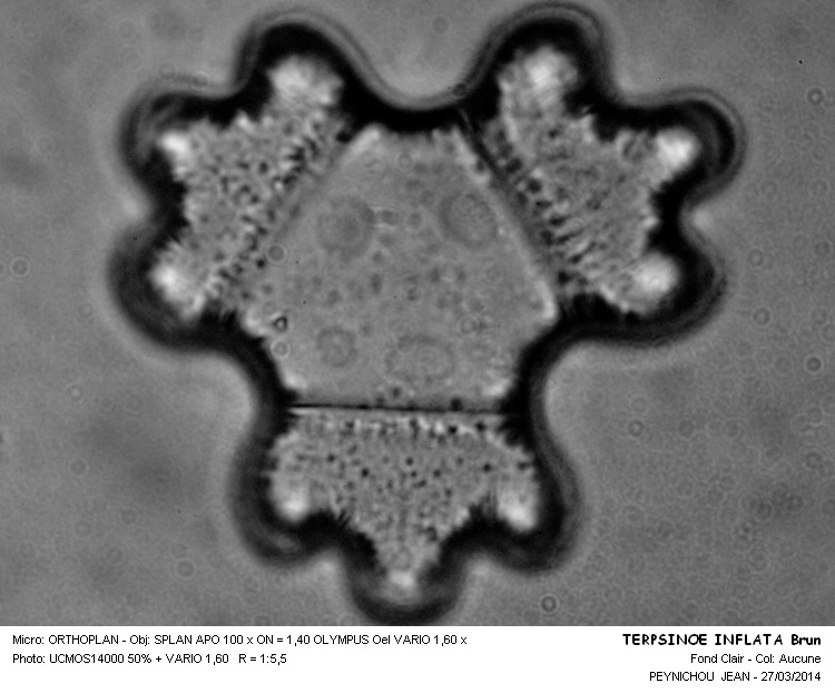 TERPSINOE  INFLATA Brun #36940