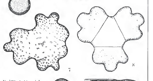 TERPSINOE  INFLATA Brun #34955