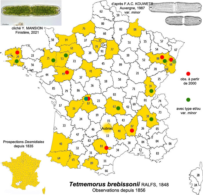 Tetmemorus brebissonii Ralfs #84932