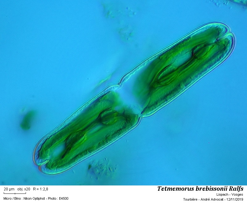 Tetmemorus brebissonii Ralfs #60888