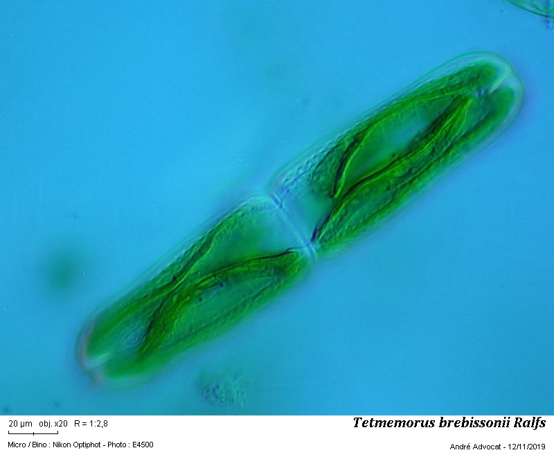 Tetmemorus brebissonii Ralfs #60889