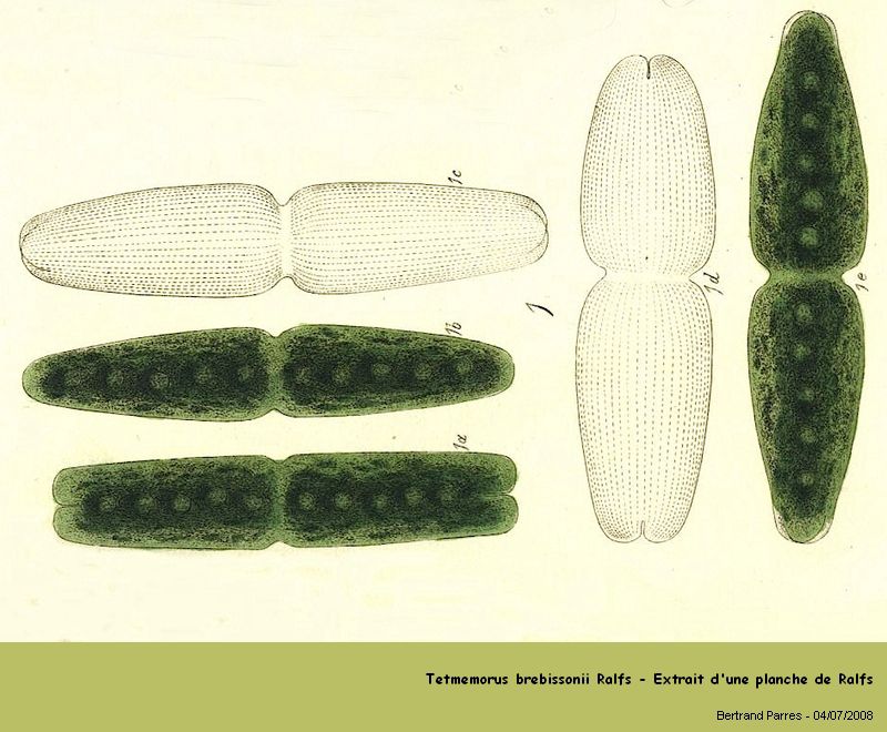 Tetmemorus brebissonii Ralfs #4701