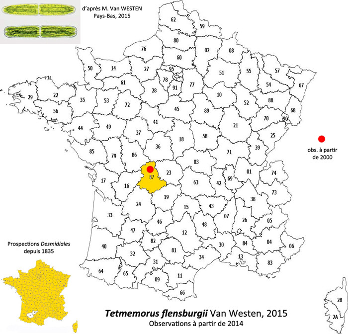 Tetmemorus flensburgii #84921