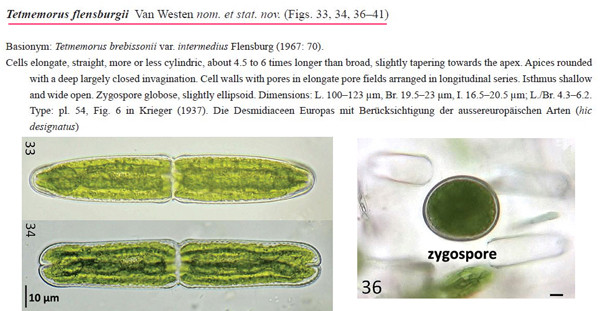 Tetmemorus flensburgii #84923
