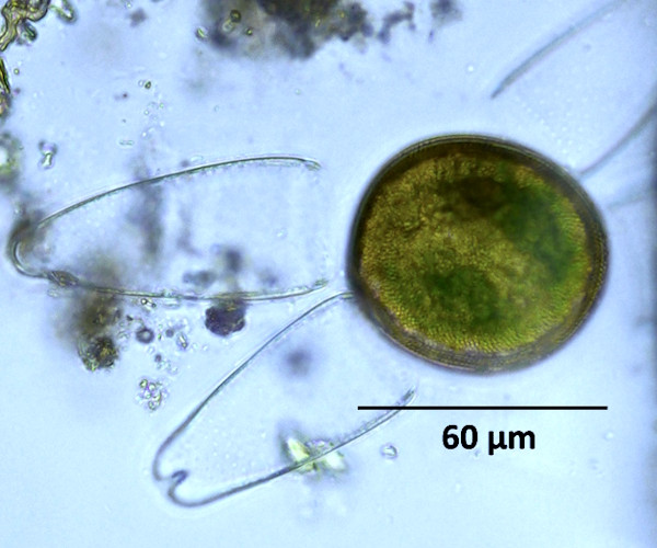 Tetmemorus granulatus (Breb.) Ralfs ex Ralfs #83997