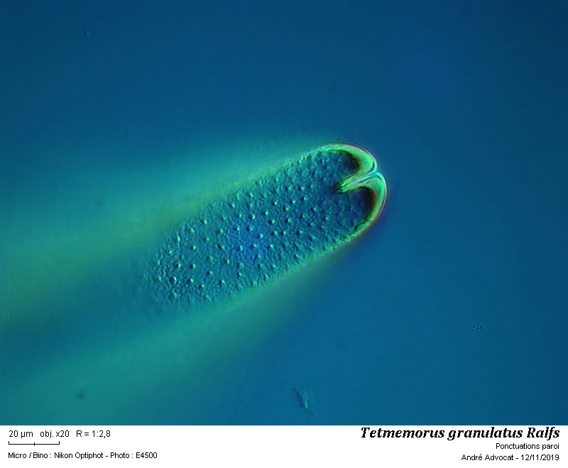 Tetmemorus granulatus (Breb.) Ralfs ex Ralfs #60891