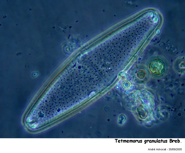 Tetmemorus granulatus (Breb.) Ralfs ex Ralfs #34375