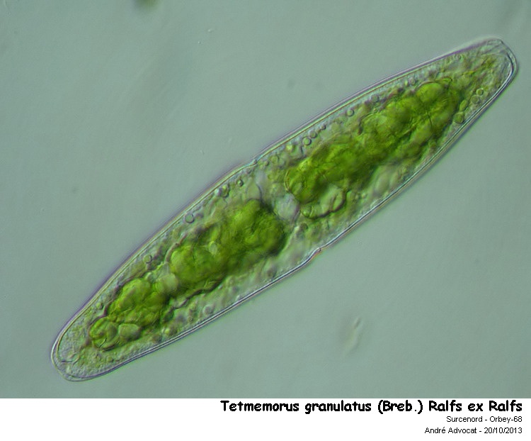 Tetmemorus granulatus (Breb.) Ralfs ex Ralfs #34374