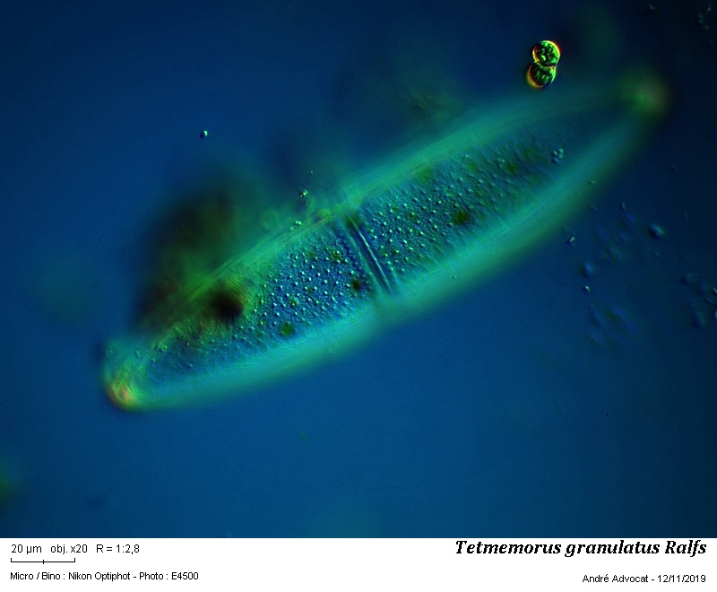 Tetmemorus granulatus (Breb.) Ralfs ex Ralfs #60893