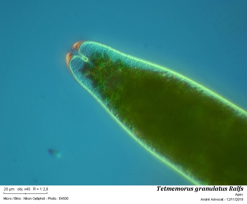 Tetmemorus granulatus (Breb.) Ralfs ex Ralfs #60890