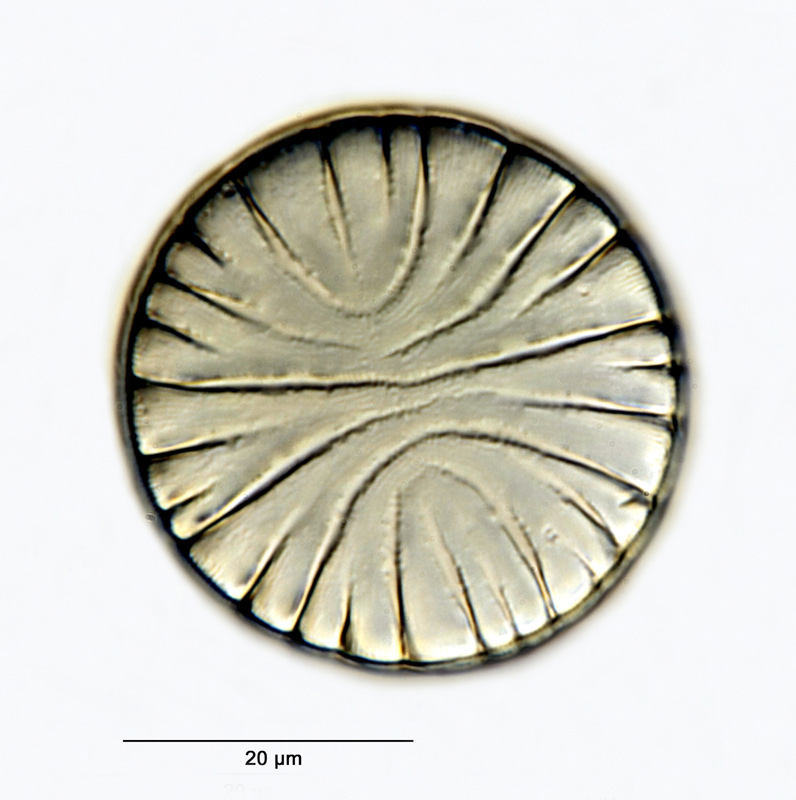 Tetracyclus ellipticus #26079