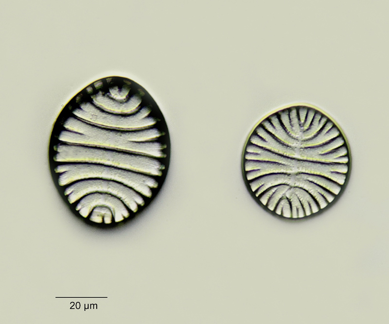 Tetracyclus ellipticus #18902