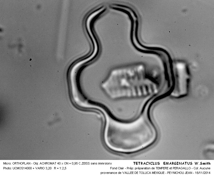 TETRACYCLUS EMERGINATUS W. Smith #39722