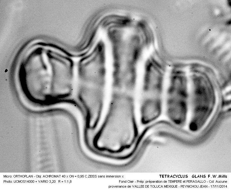 TETRACYCLUS GLANS (Ehrenberg) F. W. Mills #39733