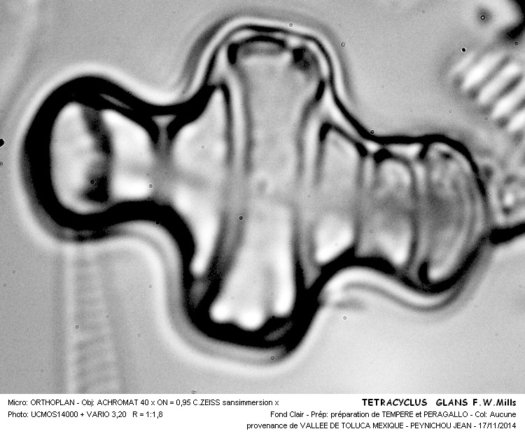TETRACYCLUS GLANS (Ehrenberg) F. W. Mills #39732