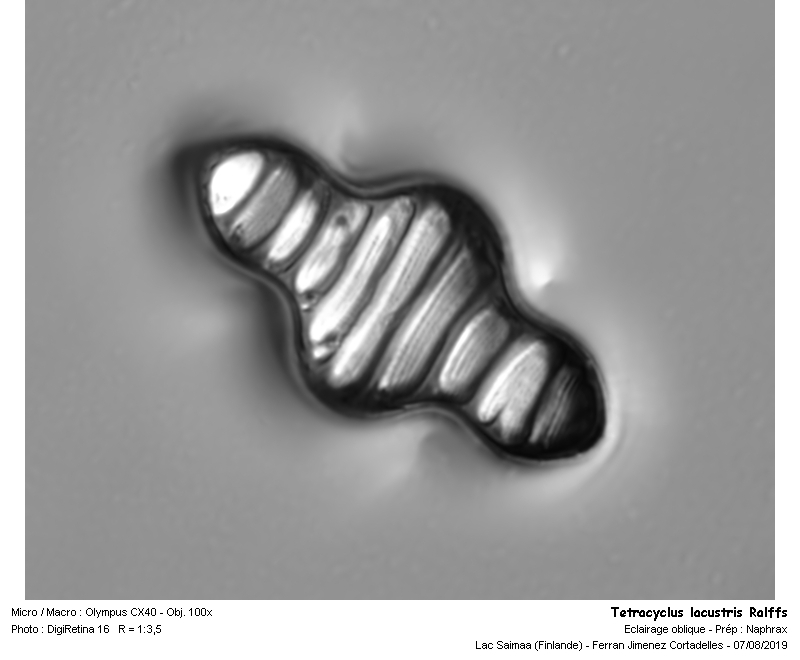 Tetracyclus lacustris Ralfs #63528