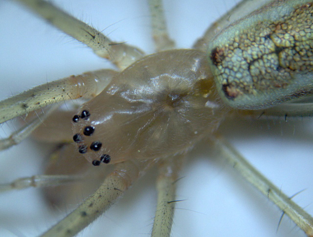 Tetragnatha extensa ou montana - Tetragnathidae #3872