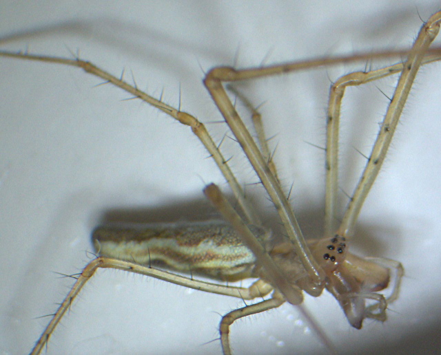 Tetragnatha extensa ou montana - Tetragnathidae #3873