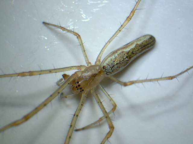 Tetragnatha extensa ou montana - Tetragnathidae #3871