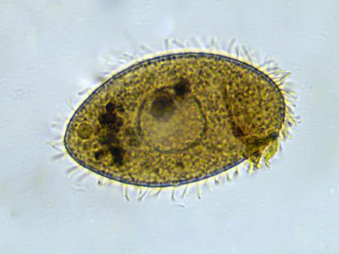 Tetrahymena pyriformis #36806