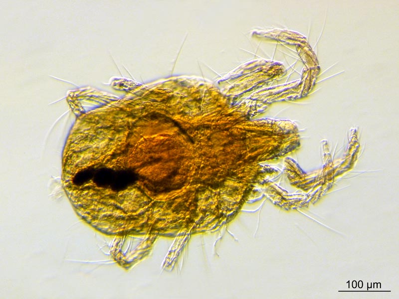 Tetranychus sp. (T. lintearius posible) #56544