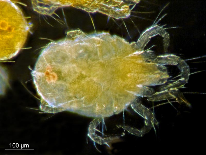 Tetranychus sp. (T. lintearius posible) #56546