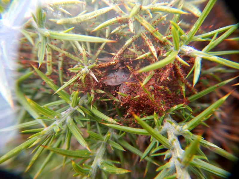 Tetranychus sp. (T. lintearius posible) #56539