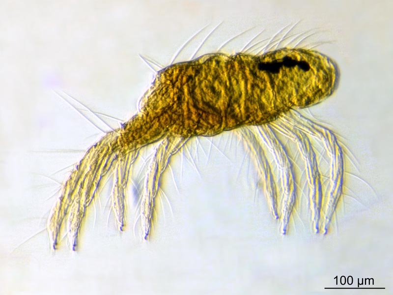 Tetranychus sp. (T. lintearius posible) #56547