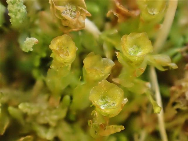 Tetraphis pellucida Hedw. #62019