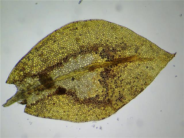 Tetraphis pellucida Hedw. #62016