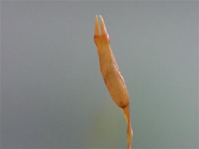 Tetraphis pellucida Hedw. #62021
