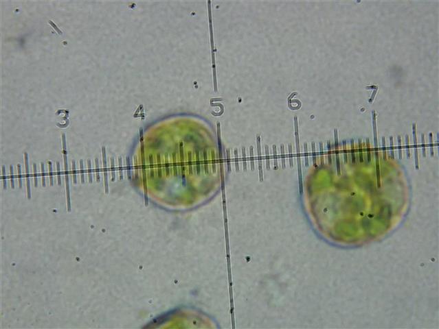 Tetraphis pellucida Hedw. #62022