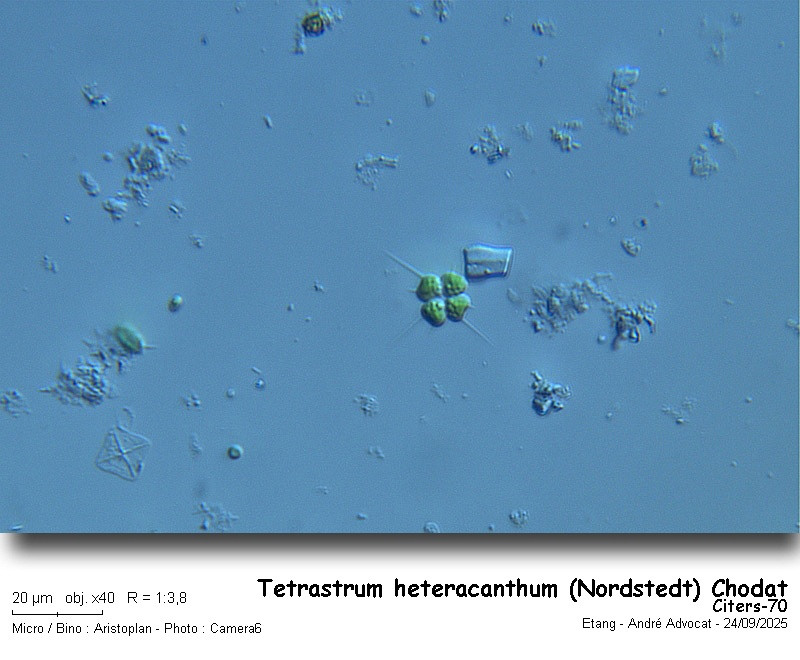 Tetrastrum heteracanthum (Nordstedt) Chodat #83749