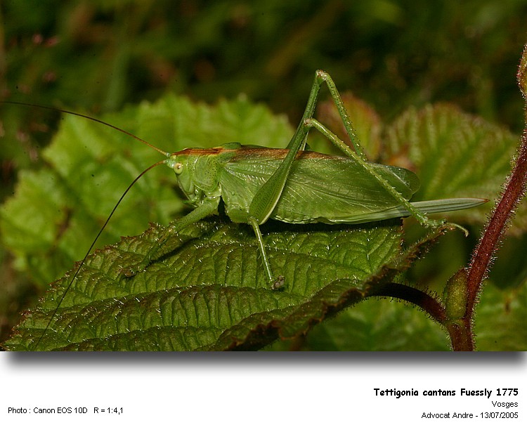 Tettigonia cantans Fuessly 1775 #269