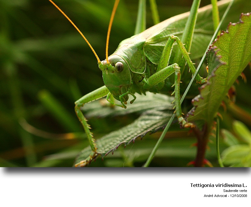 Tettigonia viridissima L. (Sauterelle verte) #6009