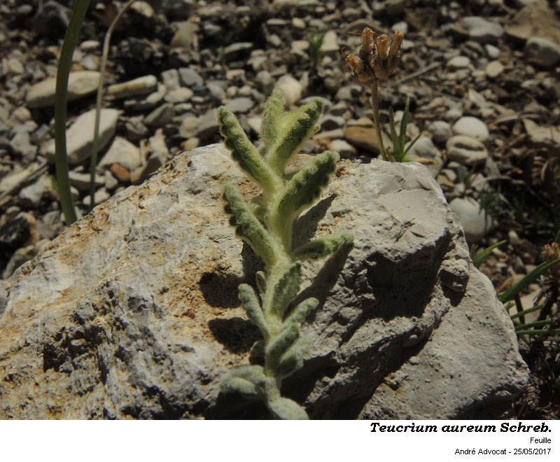 Teucrium aureum Schreb. #52229