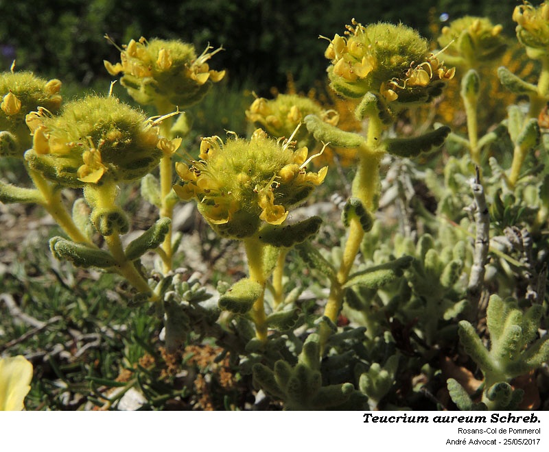 Teucrium aureum Schreb. #52228