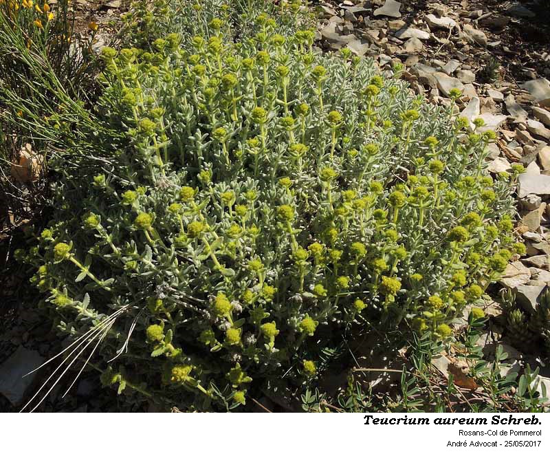 Teucrium aureum Schreb. #52226