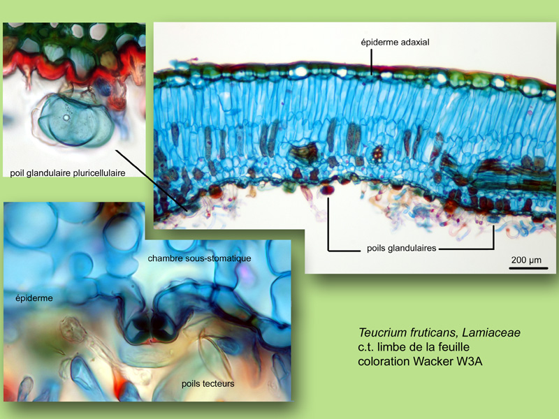 Teucrium fruticans, histologie, histology. #24560