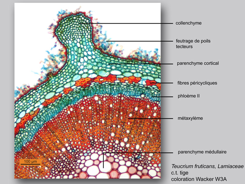 Teucrium fruticans, histologie, histology. #24558
