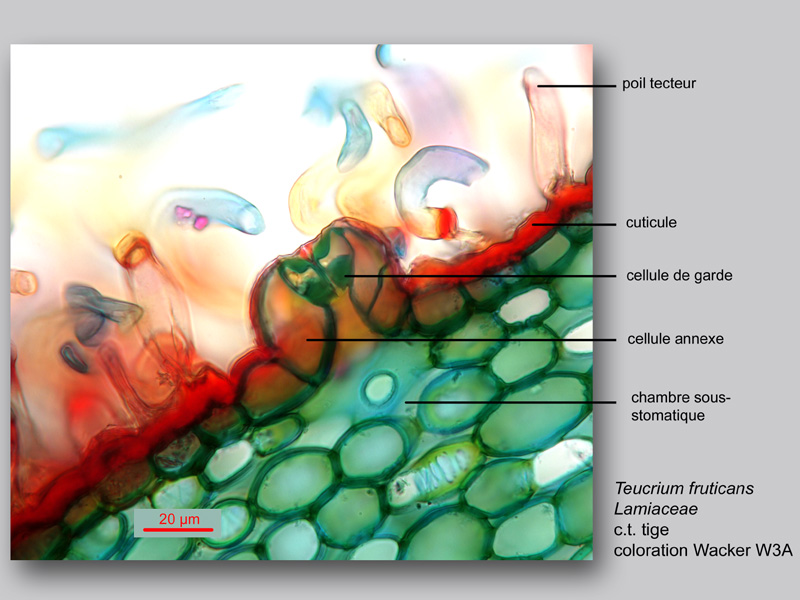 Teucrium fruticans, histologie, histology. #24559
