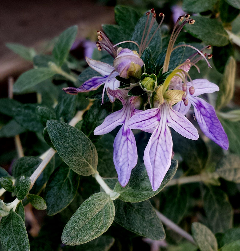 Teucrium fruticans #54640