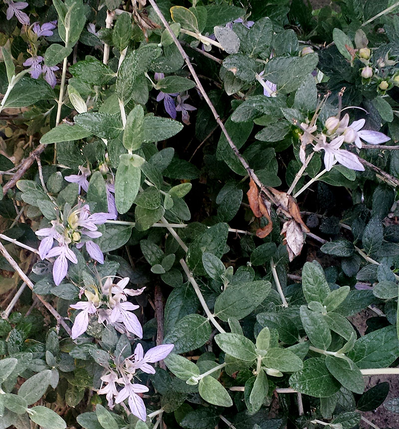 Teucrium fruticans #54638