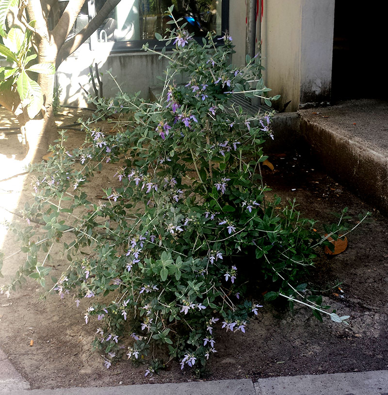 Teucrium fruticans #54637