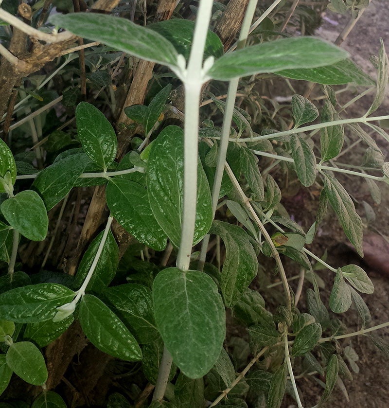 Teucrium fruticans #54639
